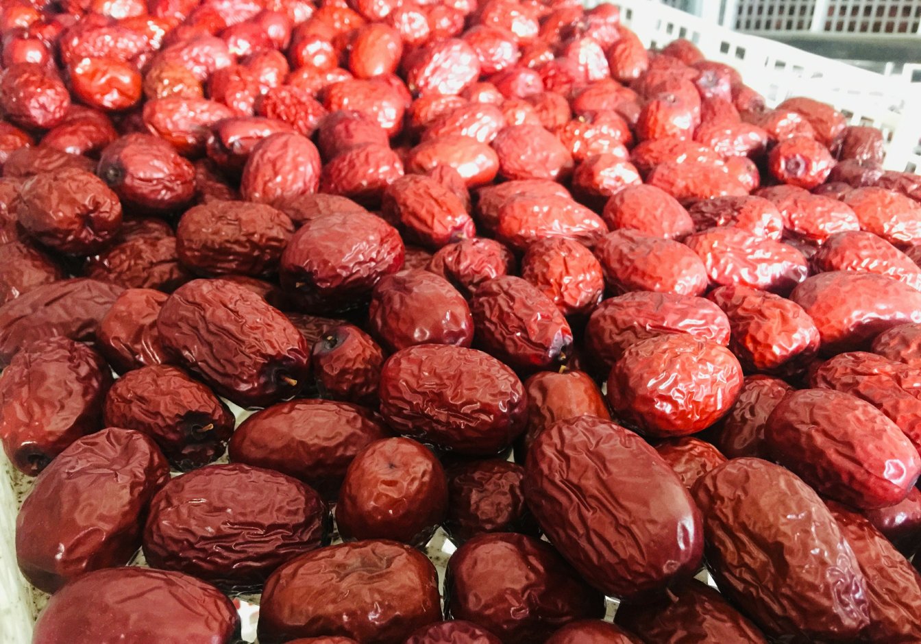 若羌红枣特写：阳光下整串挂枝的成熟灰枣，果粒均匀饱满、色泽深红油亮，表面泛自然蜡质光泽，背景可见戈壁滩与昆仑山远景