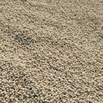 银杏果是什么银杏果的作用？自家老树结果出芽率高药用价值高