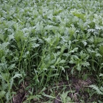 小叶光杆茼蒿菜