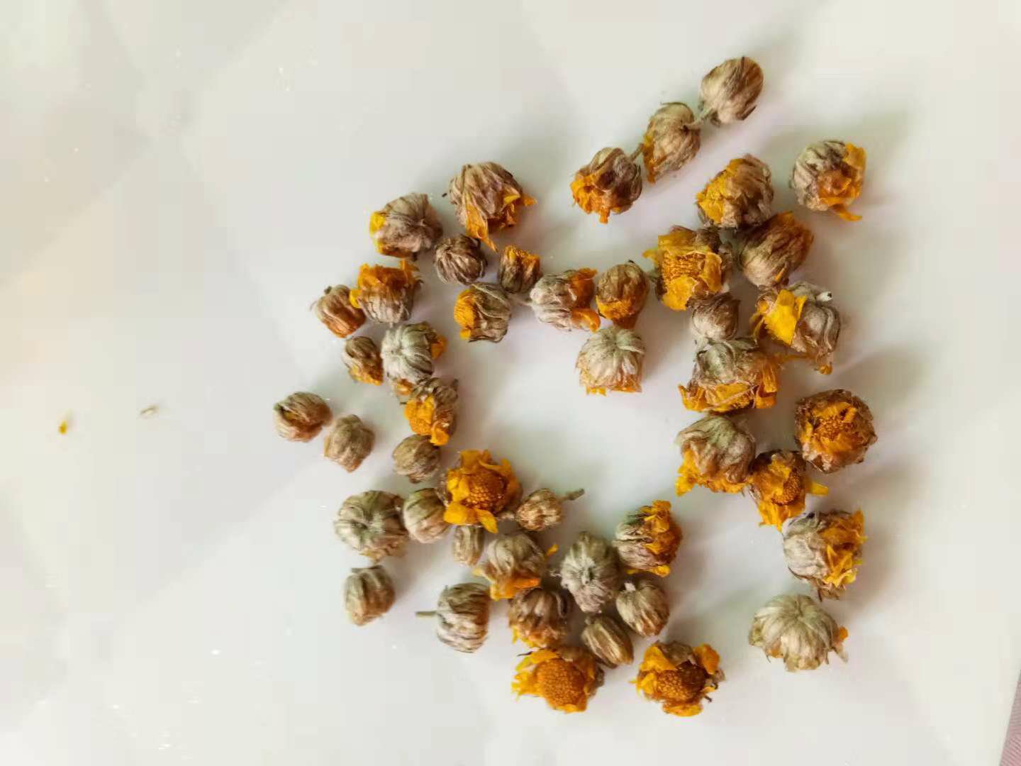 中医师正在抓取野菊花药材