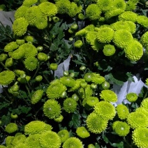 乒乓球绿菊花