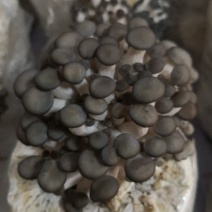 菌包
