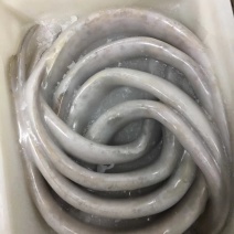 渤海湾刀鱼