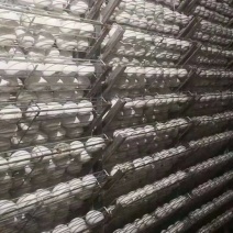 大白鲨鹅苗