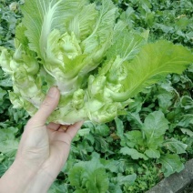 儿菜