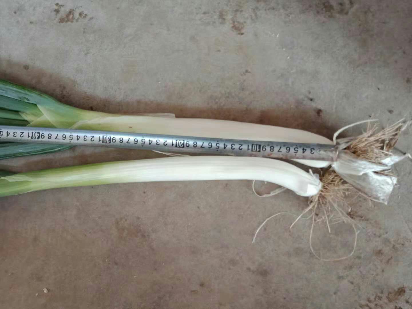 大葱横切面显微结构示意图