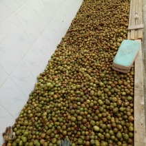 纯天然茶籽油手工剥粒天然晾晒