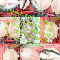 巴沙鱼
