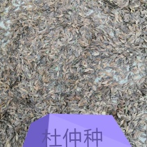 优质杜仲种子，欢迎定购。