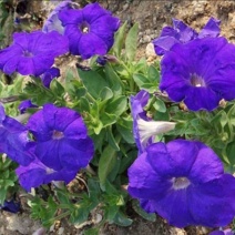 牵牛花