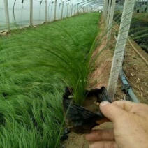 墨西哥羽毛草