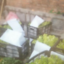 儿菜10两以上绿色蔬菜