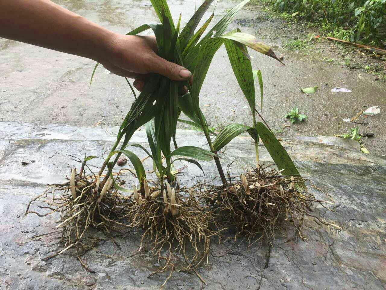白芷全株形态图