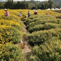 小黄菊，养肝，明目，对眼睛有保健作用。鲜花，干花都可以
