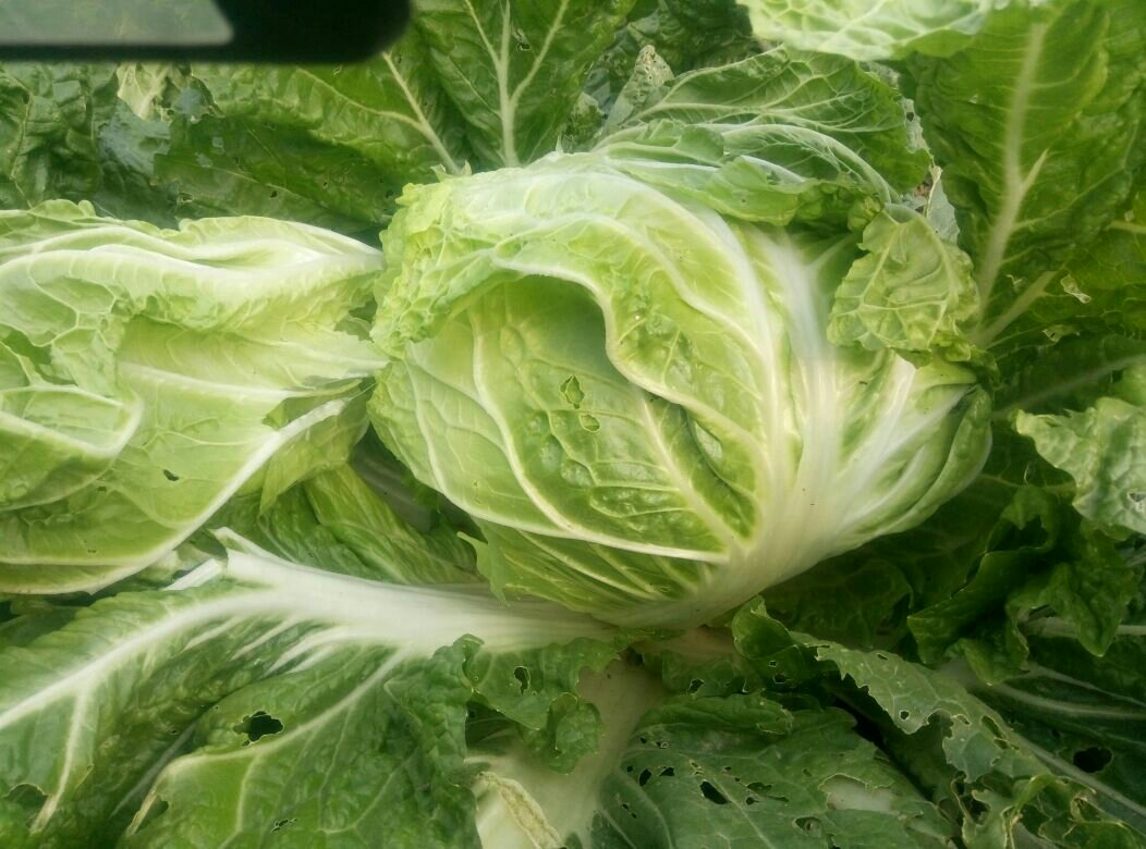 新鲜白菜与带有黑点的白菜对比图,帮助消费者直观识别黑点类型 新鲜白菜与黑点白菜对比图