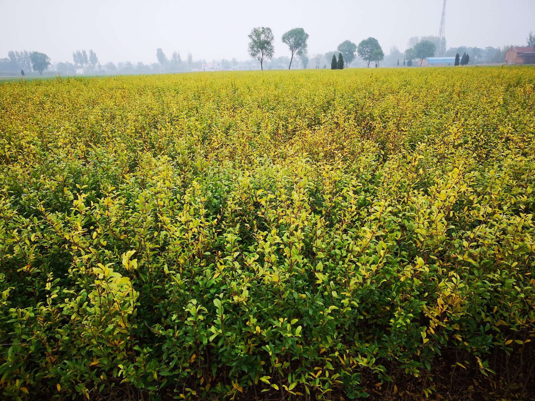 突尼斯软籽石榴扦插苗根系发育特写照片