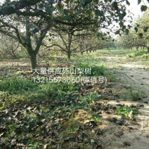 砀山梨树