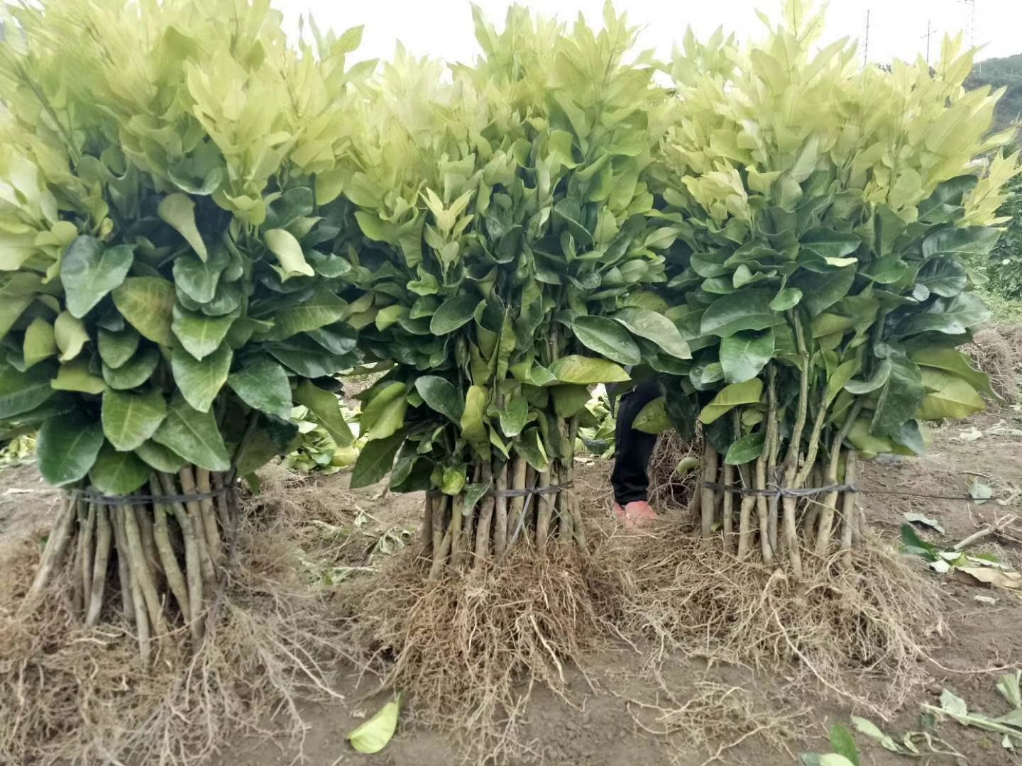 蜜柚果园春季种植场景