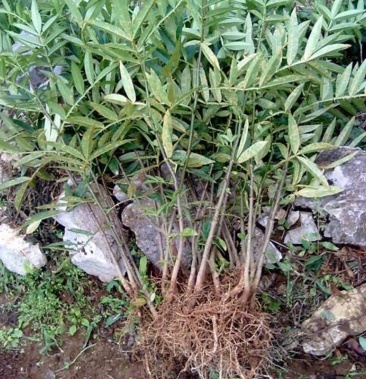 [花椒苗批发]汉源花椒贡椒苗价格1.20元/棵 - 一亩田