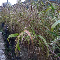 大田糯薏米