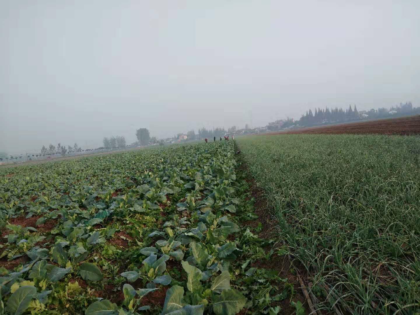 农田中农民正在进行红菜苔间苗作业,手中持有两株幼苗,正在拔除较弱的一株,保留健壮直立的单株,地面可见清晰的行距标记线,背景有整齐的菜畦和远处的灌溉设施 红菜苔间苗定苗现场图