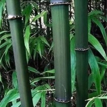大量提供方竹，苦竹，花斑竹