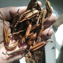 白芨种子。