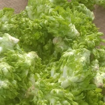 儿菜