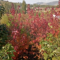 黄栌