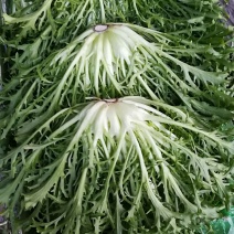 精品苦菊