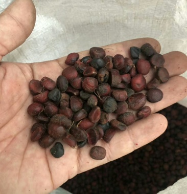 批发紫白紫玉兰种子 包芽率新种子数量