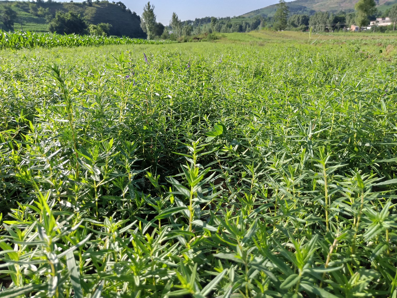一片规模化种植的黄芩田地,土壤呈黄褐色,植株排列整齐,叶片呈灰绿色,部分植株已抽穗开花,远处有农业机械正在作业,背景为丘陵地貌,阳光充足,展现现代化中药材种植场景 黄芩种植基地航拍图