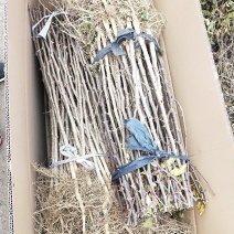 花椒苗山东大红袍花椒苗多少钱一棵