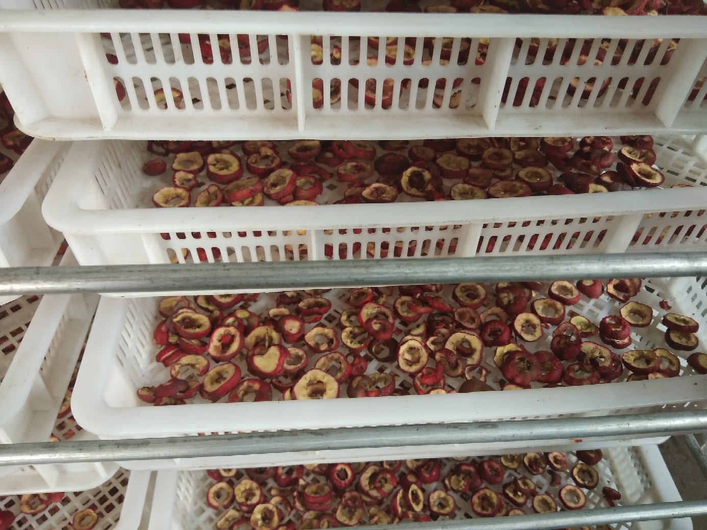 现代化食品级冻干车间内,不锈钢托盘整齐摆放着切片后的鲜山楂;背景可见真空冷冻干燥机机组,控制屏显示-38℃低温与15Pa真空度;操作人员身着洁净服进行标准化装料,环境洁净无尘,体现工艺的精准性与安全性 冻干山楂生产线实景图