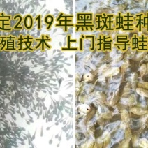 青蛙(黑斑蛙)种苗(蝌蚪，幼蛙，成蛙)
