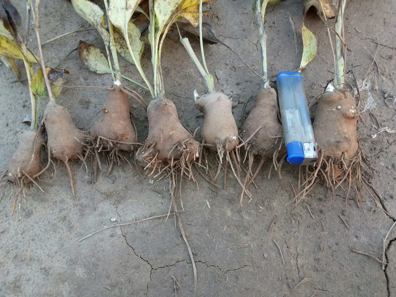 白术植株全景图