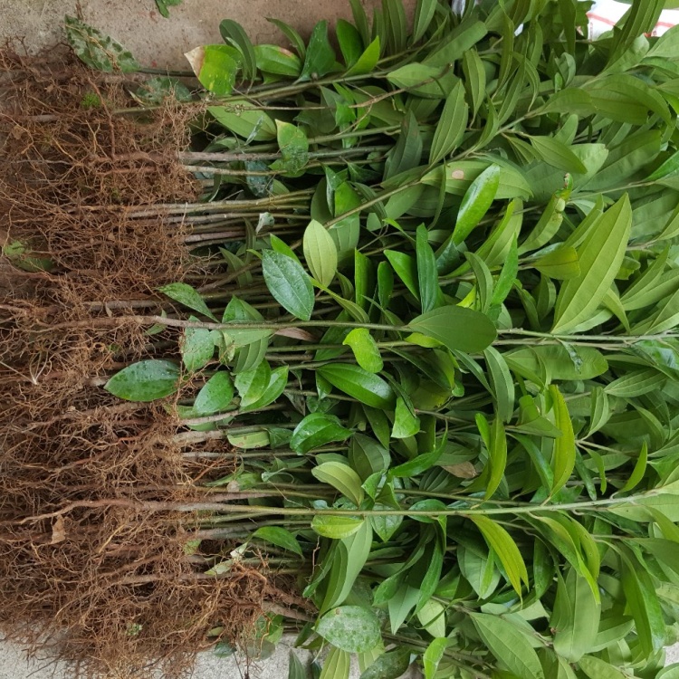 [肉桂苗批发]肉桂苗 桂皮树苗玉桂苗 包邮价 有小苗 有大树价格1.