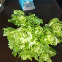 精品儿菜新鲜上市！两斤以上哦！毛菜