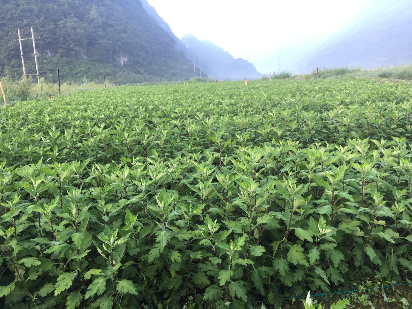 婺源金丝皇菊种植基地