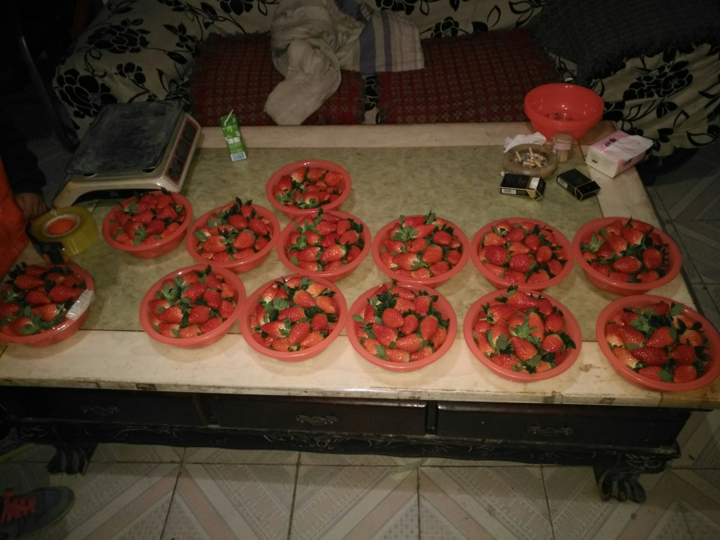 甜宝草莓采摘现场
