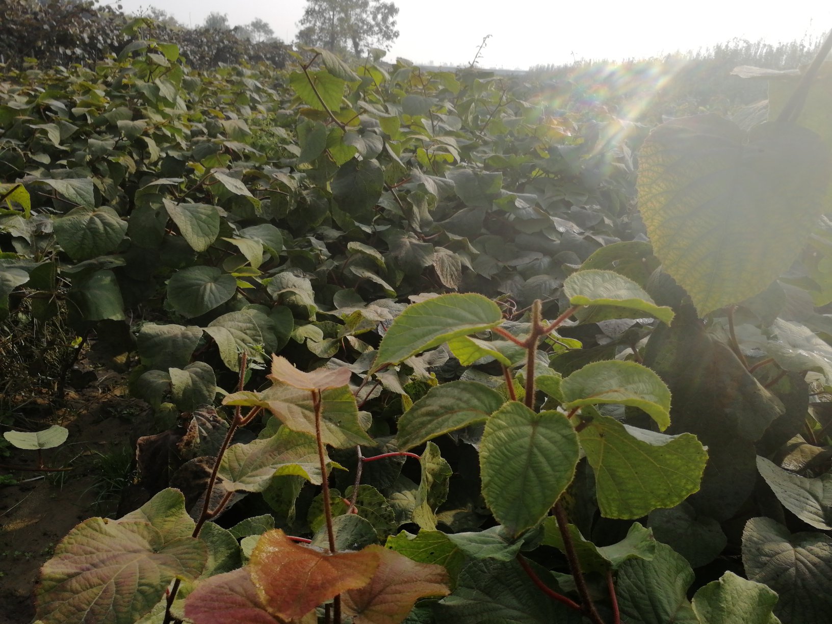 金猕猴桃果园种植场景