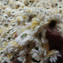 大量出售贡菊。