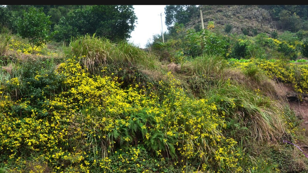 山野中的野菊花