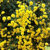 野菊花
