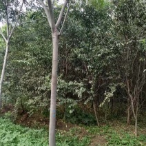 供应6-15公分栾树栾树