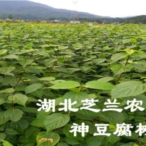 观音豆腐树苗哪里有卖咨询湖北神仙豆腐树苗批发市场