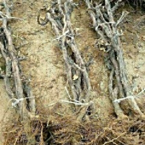 占地葡萄树2-4公分葡萄苗