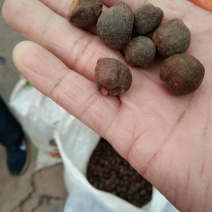 茶仔