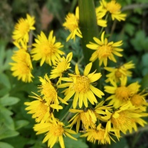正宗野菊花
