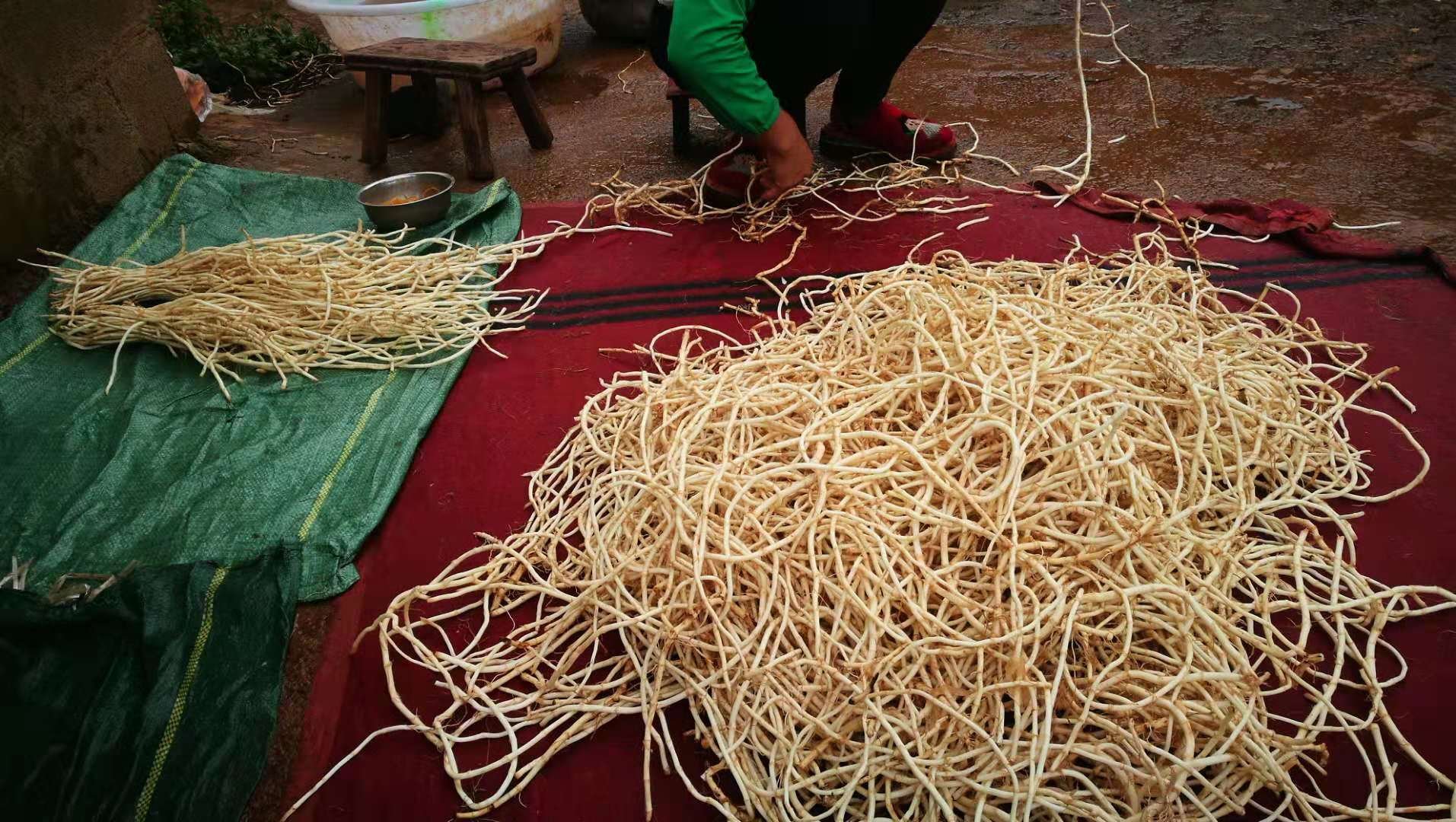 鱼腥草焯水处理过程图